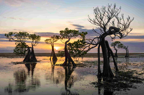 Membangun Masa Depan Hijau Melalui Restorasi Mangrove dan ISO 14001
