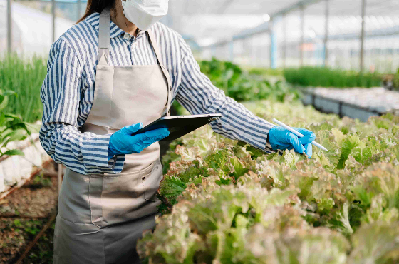 Dari Ladang ke Pasar Global: ISO 22000 dan Masa Depan Pertanian Berkelanjutan